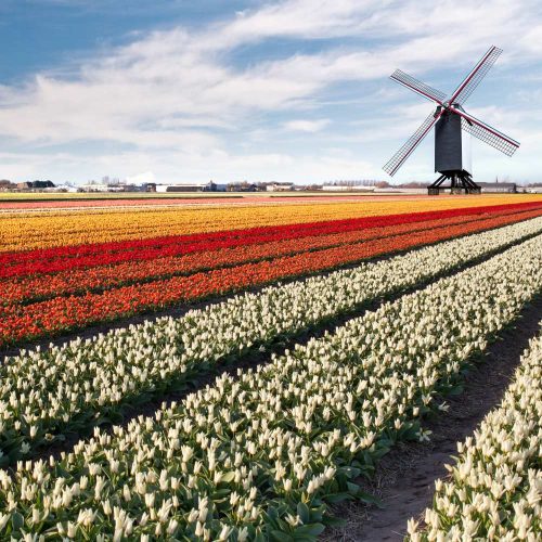 Netherlands-Tulips