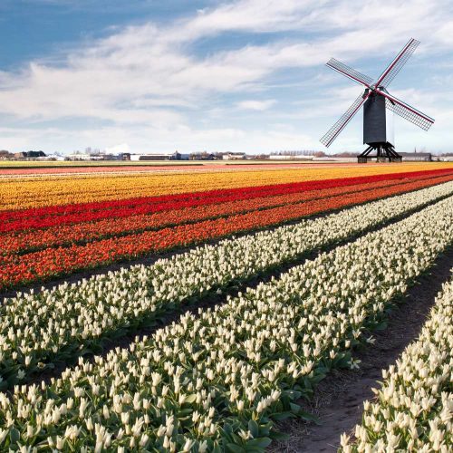 Netherlands-Tulips Netherlands-Tulips