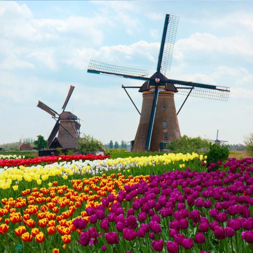 Windmills-in-the-Netherlands