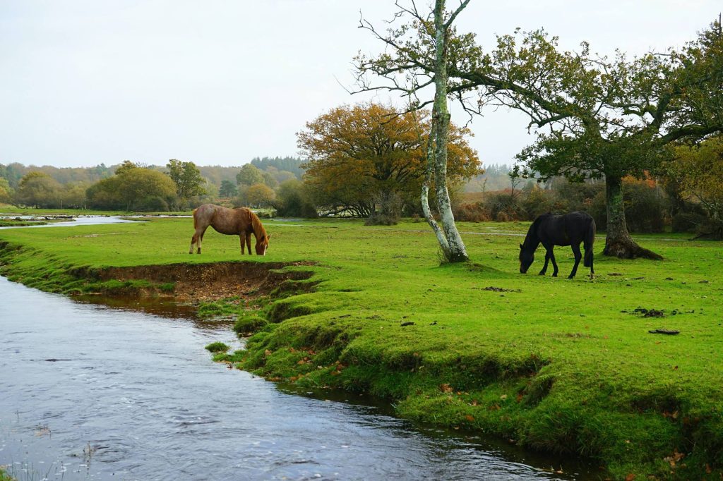 The New Forest