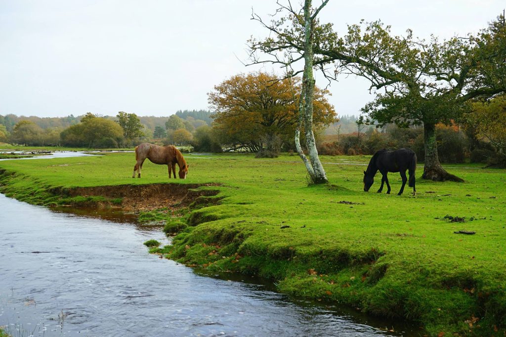 The New Forest