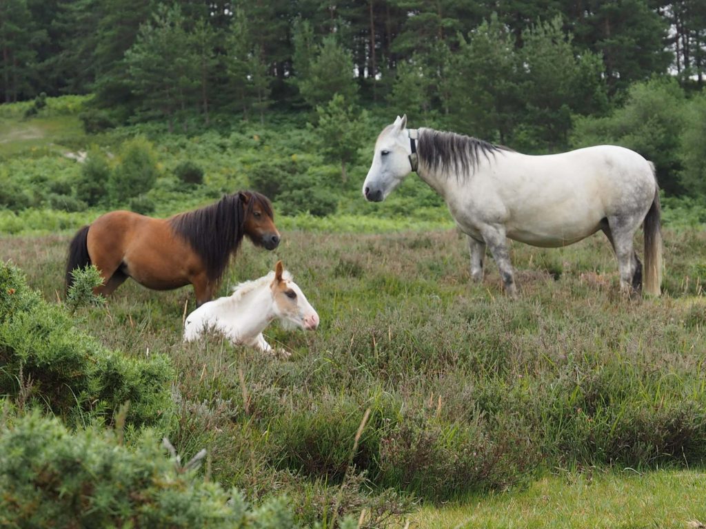New Forest Ponies and Horse