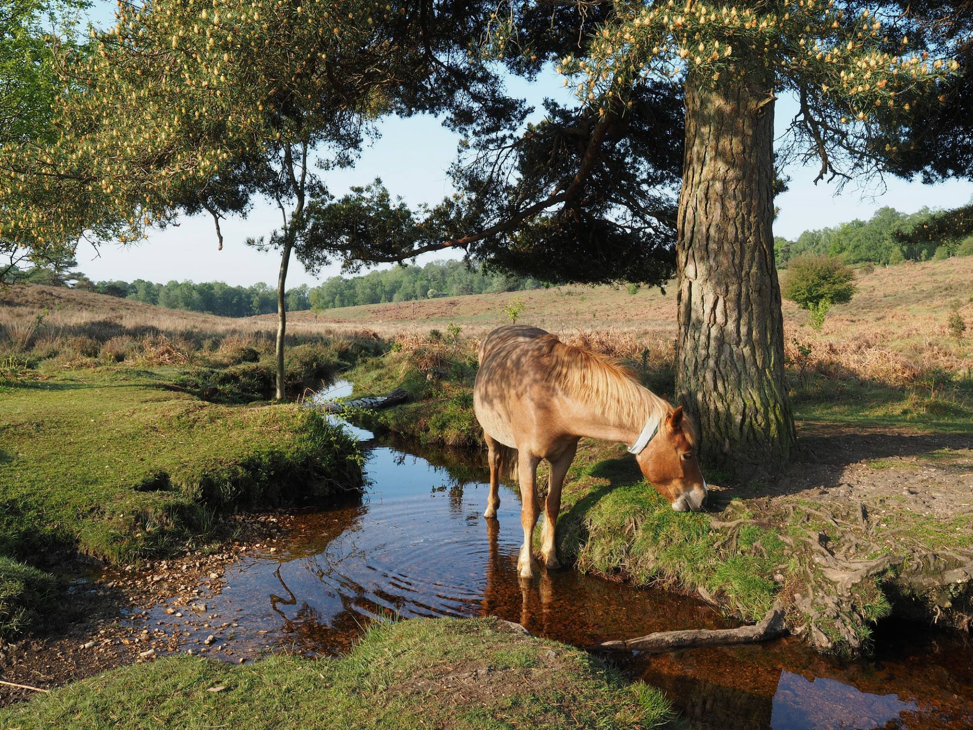 You are currently viewing Living in Fordingbridge – The Ultimate Guide