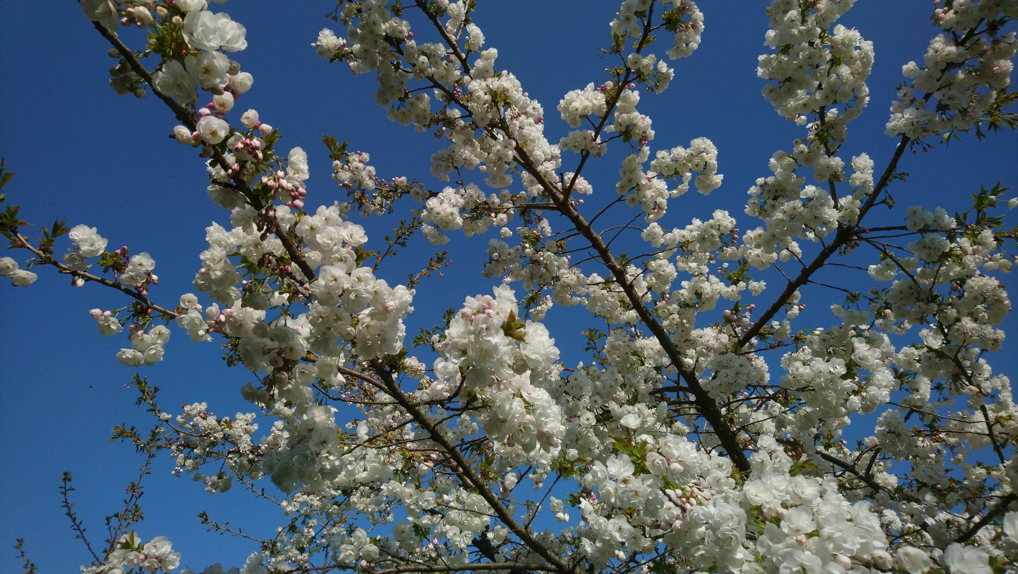 You are currently viewing Living in New Milton – 9 Great Reasons to Move to the Area