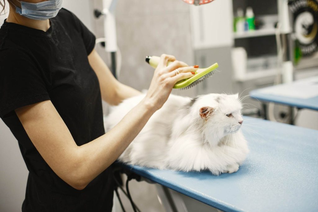 Cat at Vets