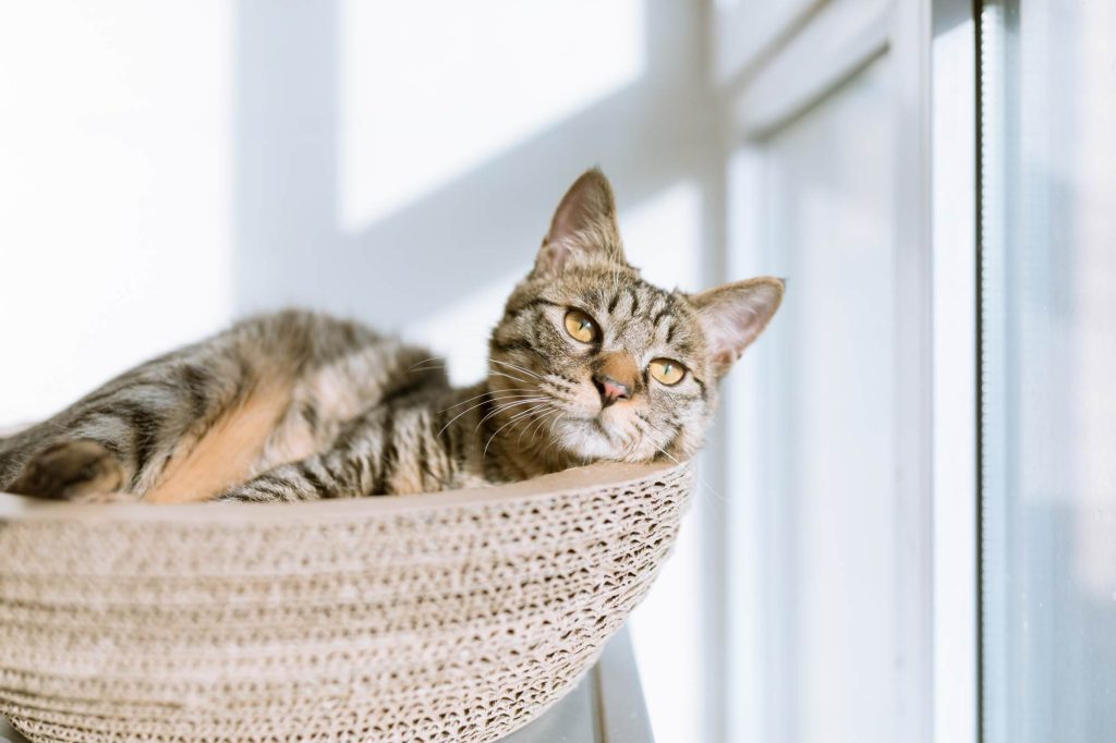 Cat looking out of the window