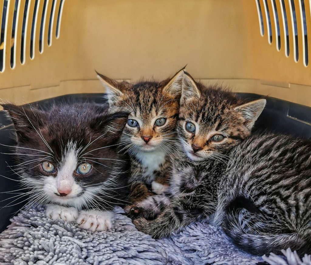 Kittens in Cat Carrier