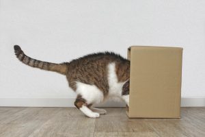 Read more about the article Moving House with a Cat: Your Guide to a Seamless Move