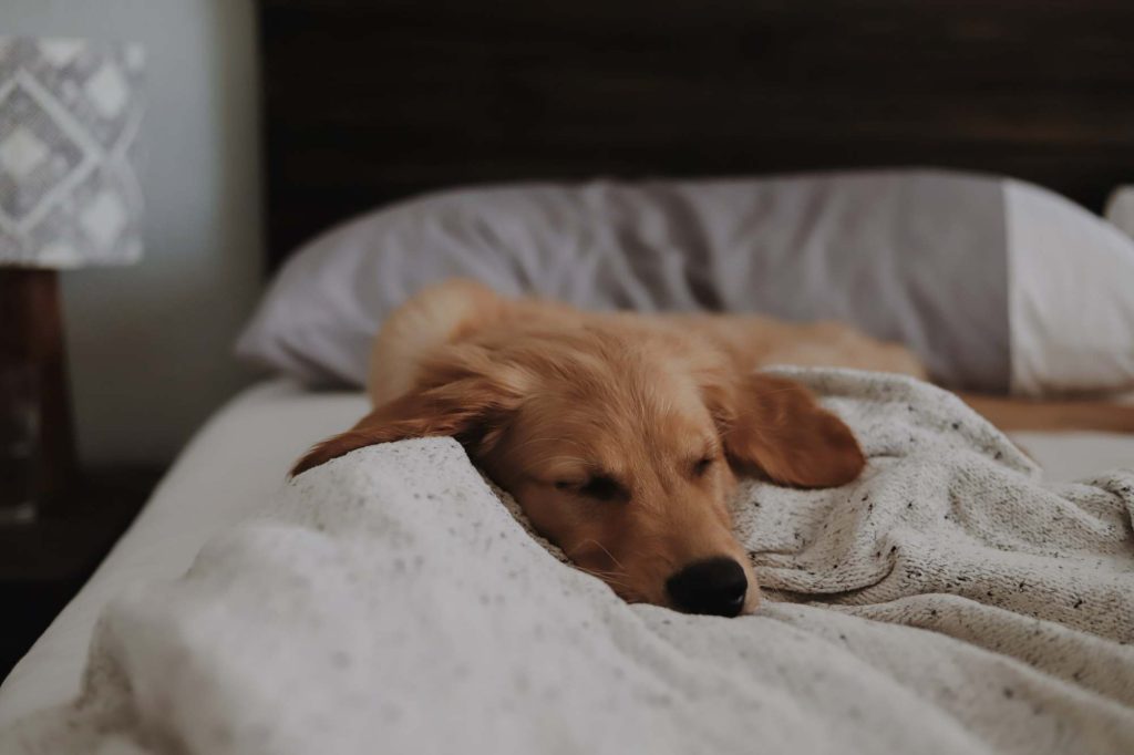 Dog sleeping in bed
