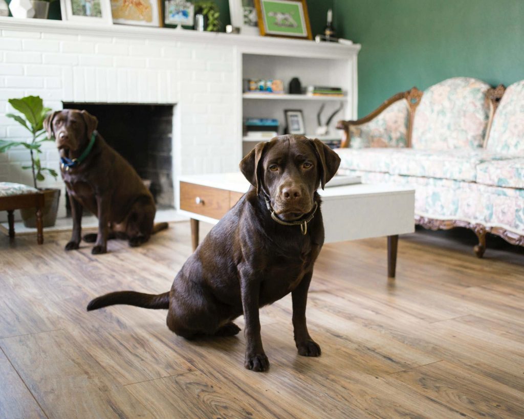 Dogs in front room