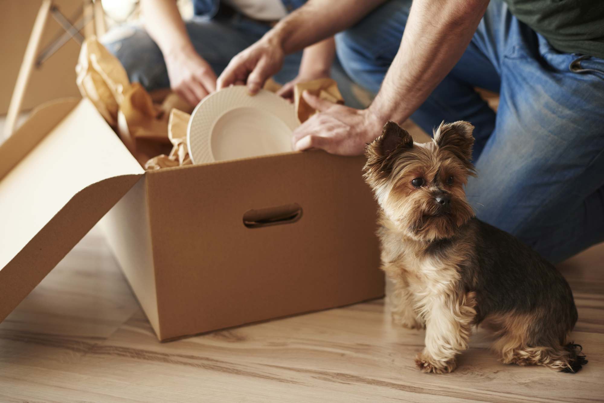 You are currently viewing Moving House with a Dog: A Comprehensive Guide