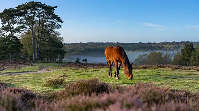 1. A Gateway to the New Forest