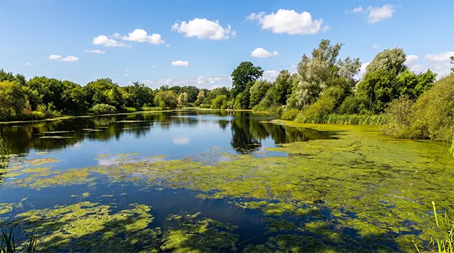 Ferndown Common and Heathland