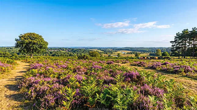 The New Forest on Your Doorstep. 